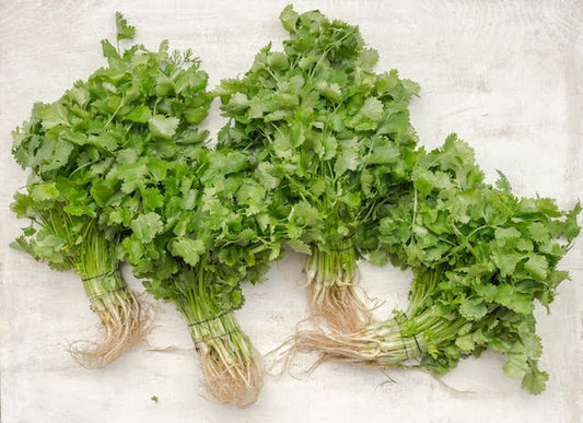 Culantro vs Cilantro