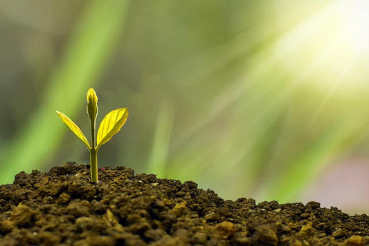 Developing a Growth Mindset in Children