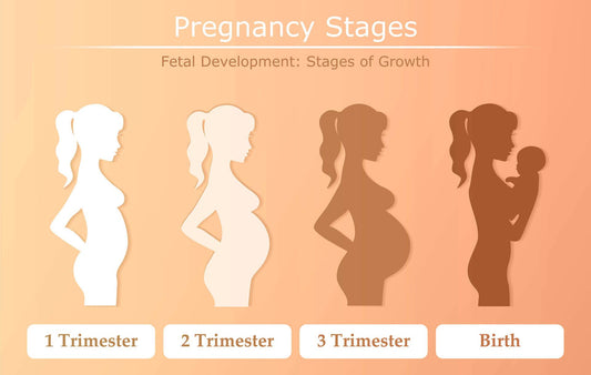 Stages in Pregnancy