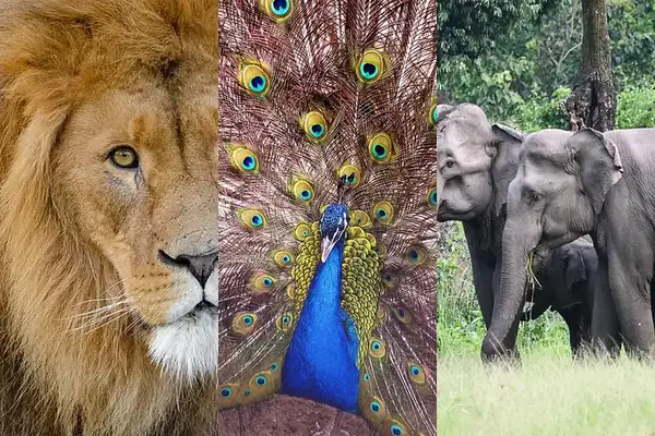 Animal Quiz: Can your child name a donkey, a goose or India’s peacock? Tap Play for a picture quiz