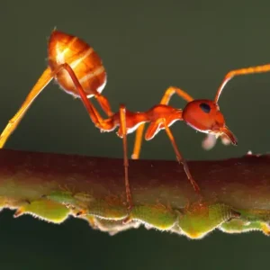 A red weaver ant walking along a stem