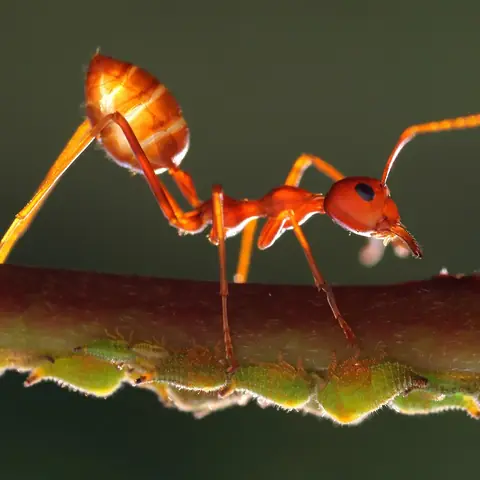 A red weaver ant walking along a stem
