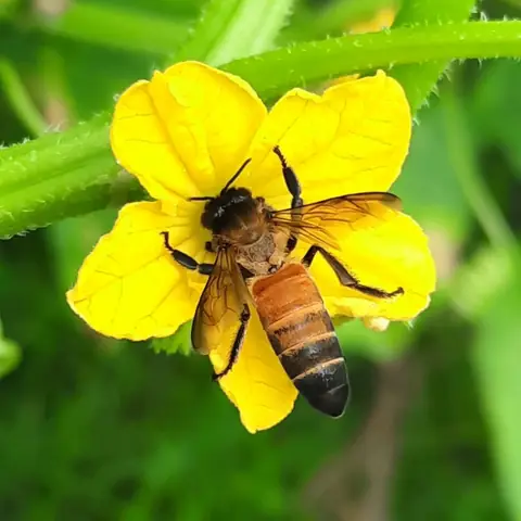 A honey bee on a yellow flower