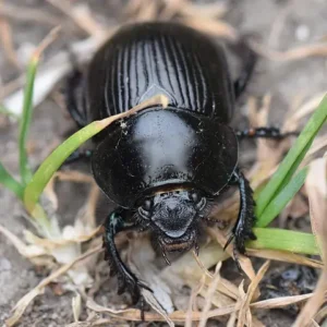 A shiny black beetle on dry grass