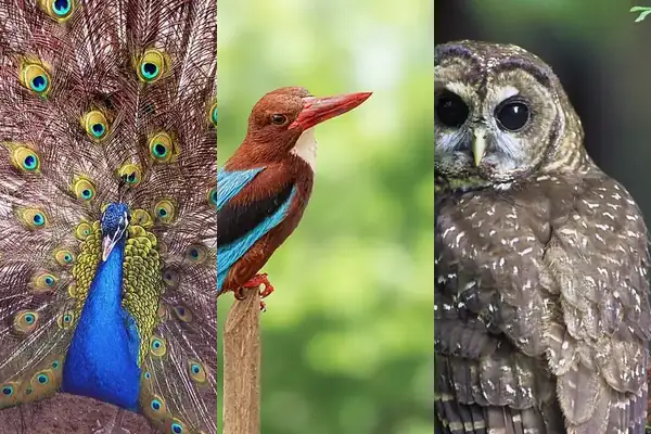 Bird Quiz: Can your child tell a kingfisher from a woodpecker, or spot the peacock and the myna? Tap