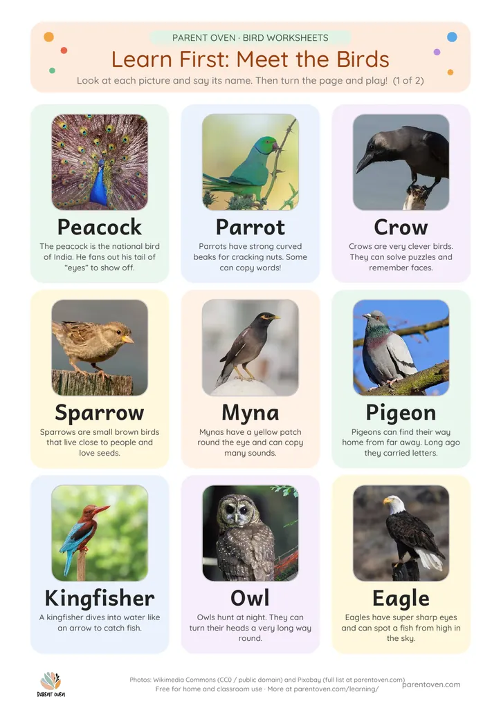 Learn-first bird chart: photos of a peacock, parrot, crow, sparrow, myna, pigeon, kingfisher, owl and eagle with their names