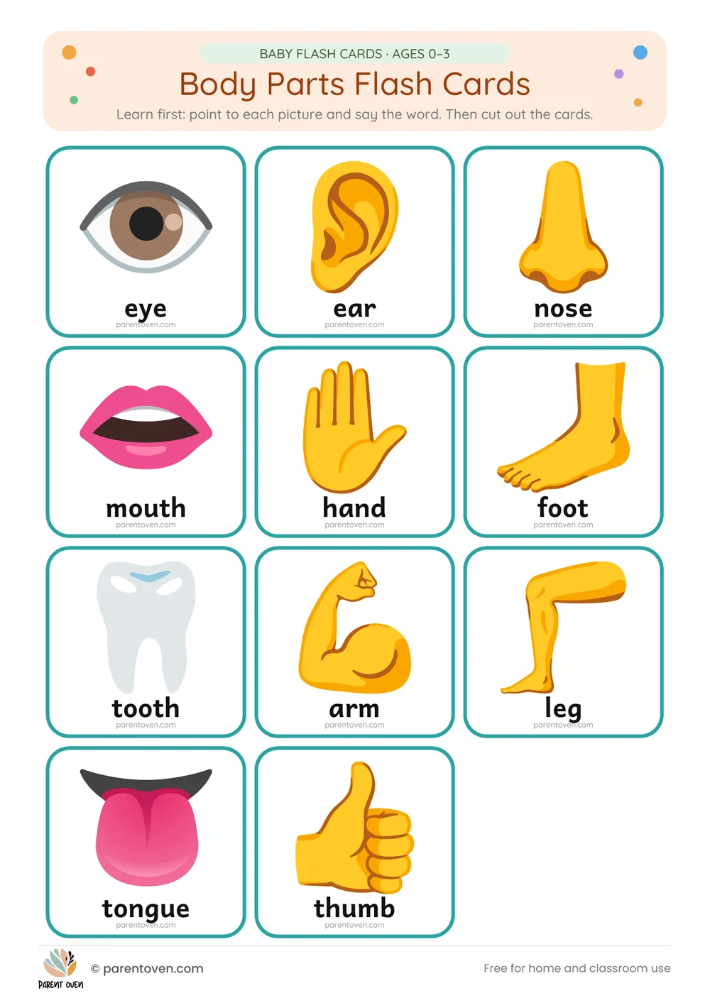 Body Parts flash cards: learn-first chart of all 11 cards