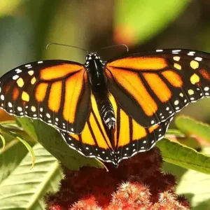 An orange-and-black monarch butterfly on a red flower