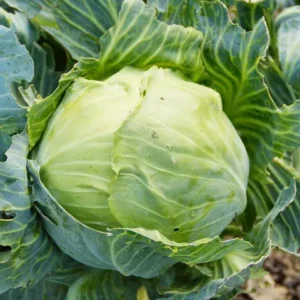 A round green cabbage growing in a field