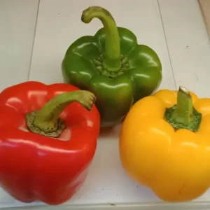 A red, a green and a yellow capsicum