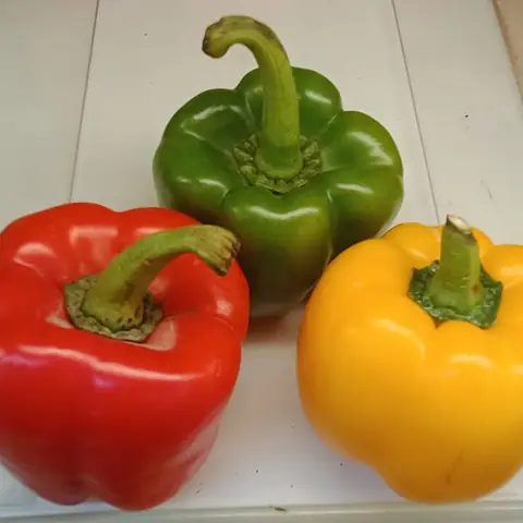 A red, a green and a yellow capsicum