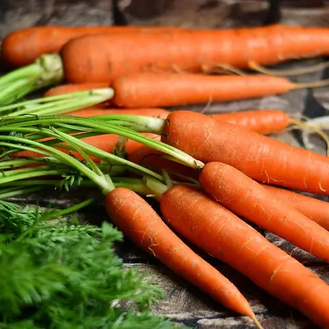 A pile of orange carrots with green tops