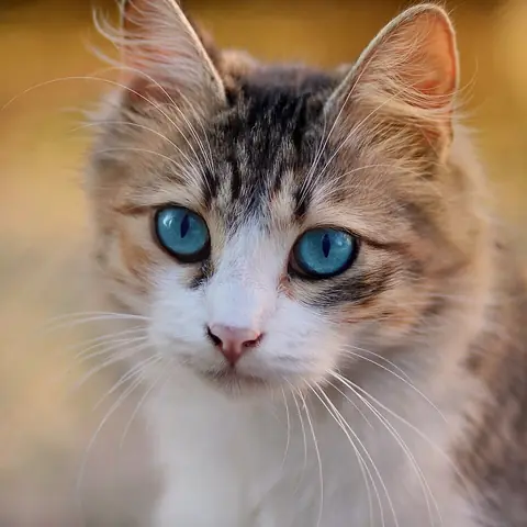 A fluffy cat with blue eyes