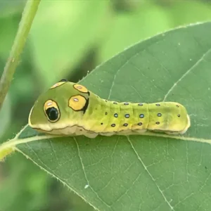A green caterpillar with big eye spots on a leaf