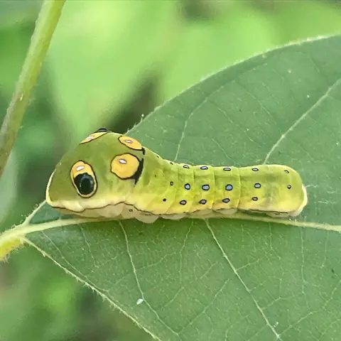 A green caterpillar with big eye spots on a leaf