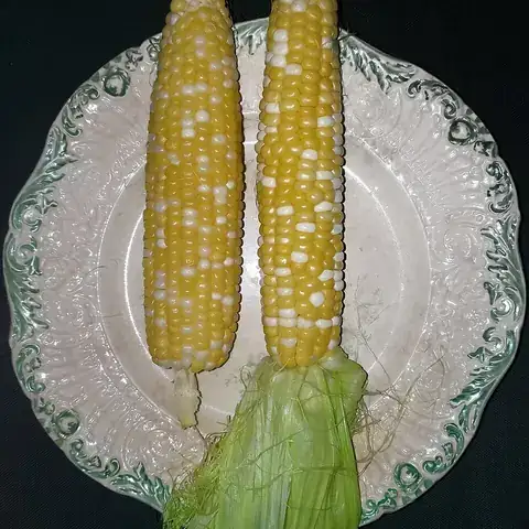 Two yellow corn cobs on a plate