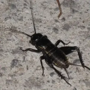 A black field cricket with long feelers on a stone