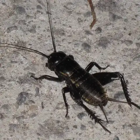 A black field cricket with long feelers on a stone