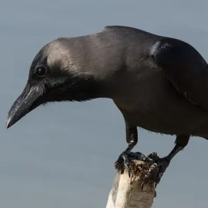 A grey and black crow