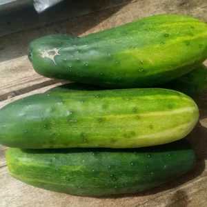 Three long green cucumbers