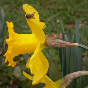 A yellow daffodil with a little bee on it