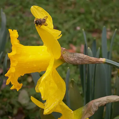 A yellow daffodil with a little bee on it