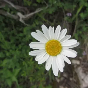 A white daisy with a yellow centre in the grass