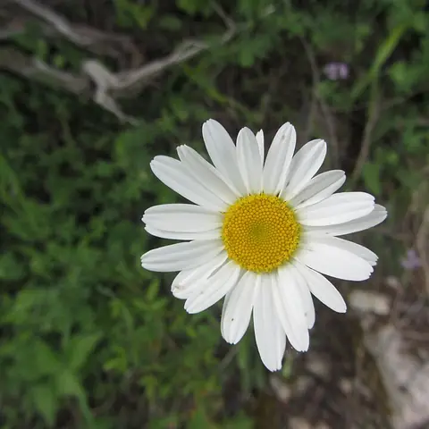 A white daisy with a yellow centre in the grass