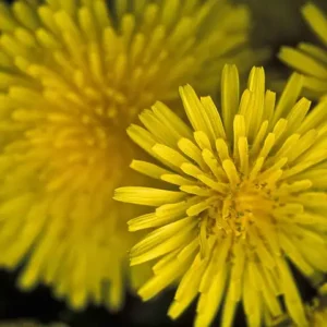 A close-up of yellow dandelion flowers