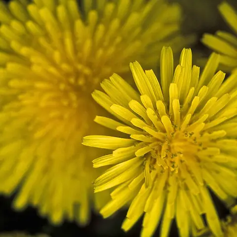 A close-up of yellow dandelion flowers