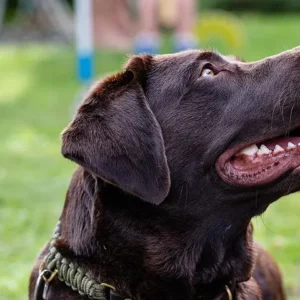 A brown labrador dog looking up