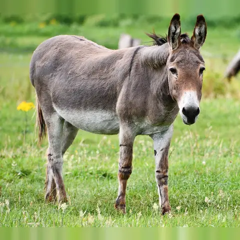 A grey donkey with long ears standing on grass