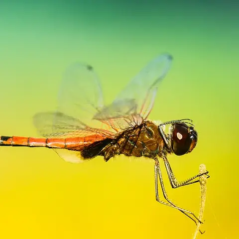 An orange dragonfly with clear wings landing on a stalk