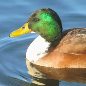 A duck with a shiny green head swimming on blue water