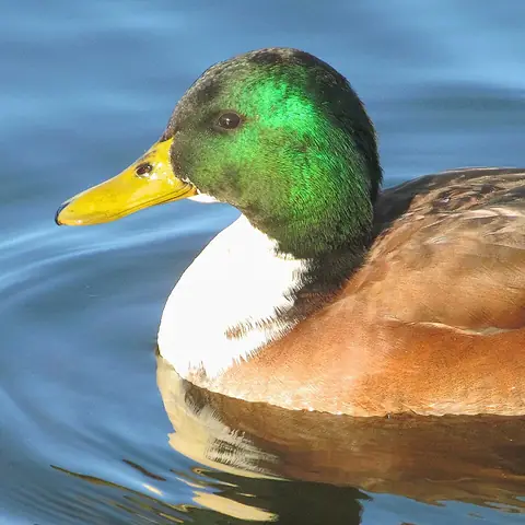 A duck with a shiny green head swimming on blue water