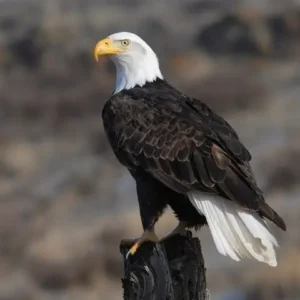 A bald eagle with a white head and a yellow beak on a stump