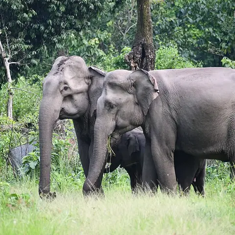 A family of grey elephants among trees