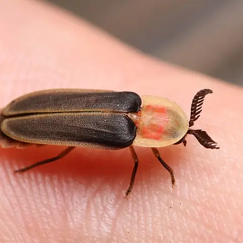 A firefly with a pale glowing tail sitting on a finger