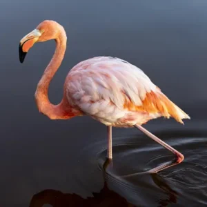 A pink flamingo wading in shallow water