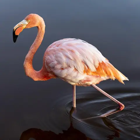 A pink flamingo wading in shallow water