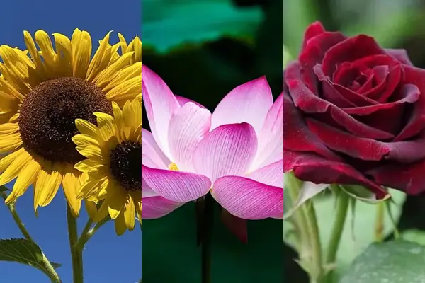 Flower Quiz: Can your child spot a sunflower, a lotus or a marigold? Tap Play for a picture quiz with