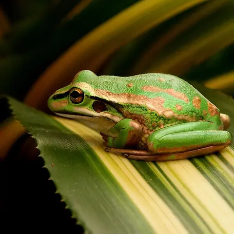 A green and gold frog sitting on a leaf