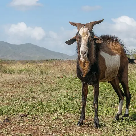 A brown and white goat standing on grass