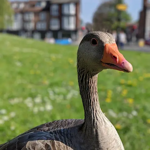 A grey goose with an orange beak on the grass