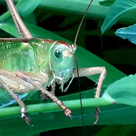 A green grasshopper on a leaf