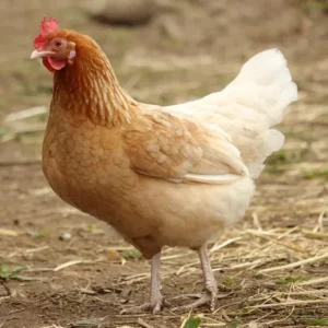 A golden-brown hen standing in a farmyard