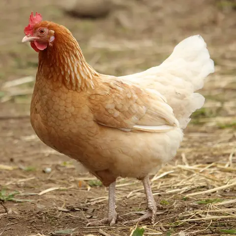 A golden-brown hen standing in a farmyard