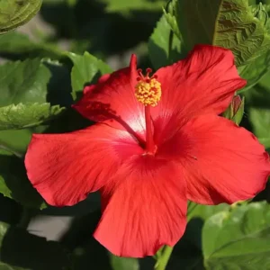A bright red hibiscus flower with green leaves