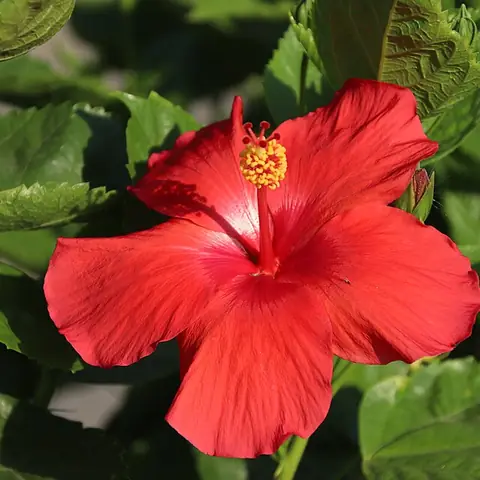 A bright red hibiscus flower with green leaves