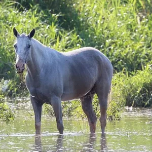 A grey horse standing in shallow water